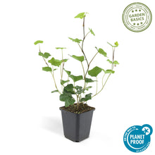 Buitenplant 6x Hedera Hibernica - Klimplant - Pot Ø 9cm Hoogte ↕ 10-25cm