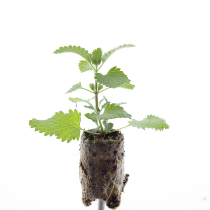 Buitenplant 6x Nepeta - Aromatisch - Pluggen