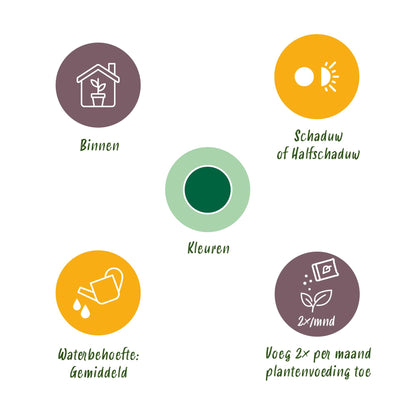 Green boutiQ - Kamerplant - Yucca elephantipes - Yucca - Weinig onderhoud - Groen - 1 - Pot 17cm - Hoogte 75cm