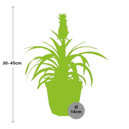 Kamerplant - Ananas Mi Amigo - Pot Ø 14cm