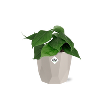 Kamerplant - Philodendron Scandens - Pot Ø 14cm