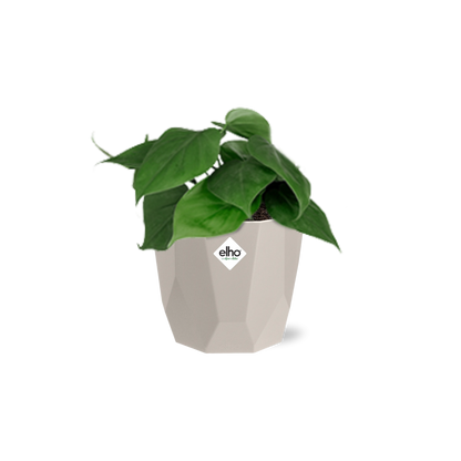 Kamerplant - Philodendron Scandens - Pot Ø 14cm