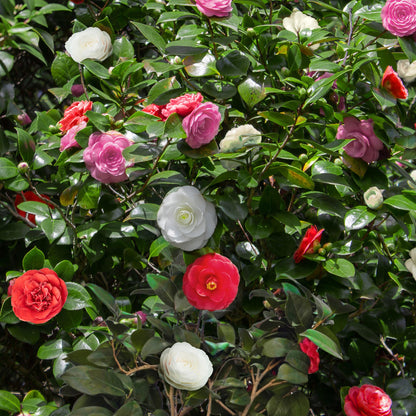 Buitenplant - Camellia japonica 'Tricolour' - Bloeiend, Groenblijvend - Pot Ø 15cm Hoogte ↕ 30cm