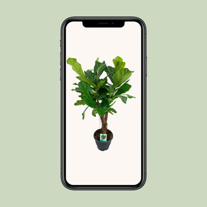 Kamerplant - Ficus Lyrata - Pot Ø 26cm Hoogte ↕ 100cm