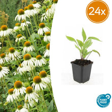 Buitenplant 24x Echinacea purpurea 'White Swan' - Bloeiend - Pot Ø 9cm Hoogte ↕ 10-25cm