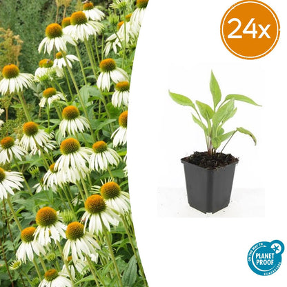 Buitenplant 24x Echinacea purpurea 'White Swan' - Bloeiend - Pot Ø 9cm Hoogte ↕ 10-25cm