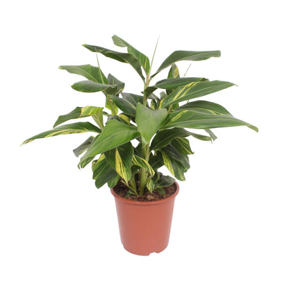 Kamerplant - Alpinia zerumbet Variegata - Pot Ø 27cm Hoogte ↕ 80cm