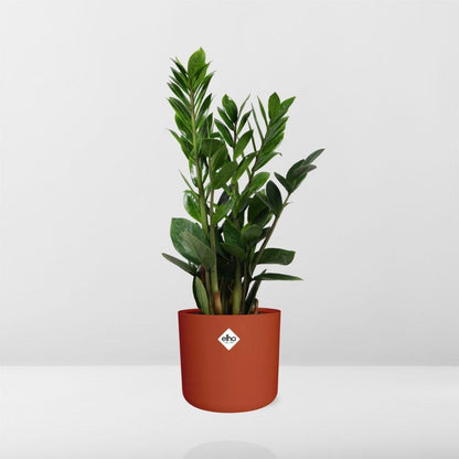 Kamerplant - Zamioculcas - Pot Ø 14cm Hoogte ↕ 45-50cm
