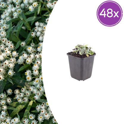 Buitenplant 48x Anaphalis triplinervis - Bloeiend - Pot Ø 9cm Hoogte ↕ 10-25cm