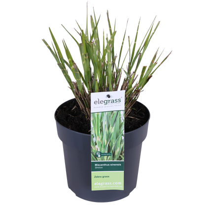 Buitenplant - Miscanthus sinensis Strictus - Pot Ø 19cm Hoogte ↕ 50cm