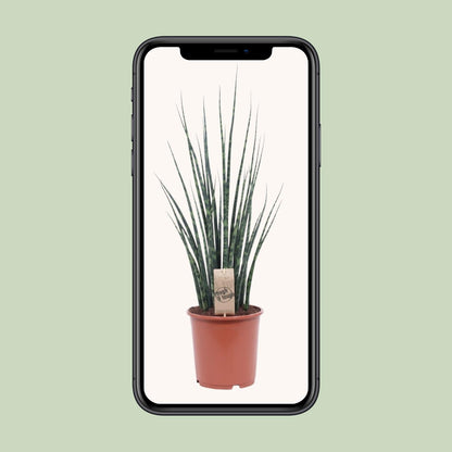 Kamerplant - Sansevieria Fernwood Mikado - Pot Ø 19cm Hoogte ↕ 80cm