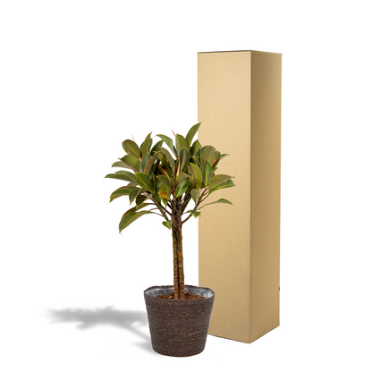 Kamerplant - Ficus elastica Melany op stam - Pot Ø 21cm Hoogte ↕ 90cm