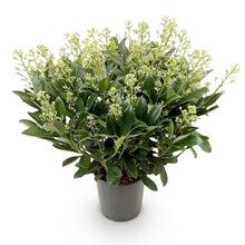 Buitenplant - Skimmia japonica 'Finchy' - Winterhard - Pot Ø 19cm Hoogte ↕ 60cm