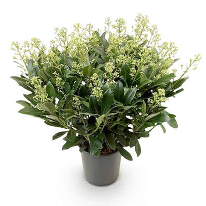 Buitenplant - Skimmia japonica 'Finchy' - Winterhard - Pot Ø 19cm Hoogte ↕ 60cm