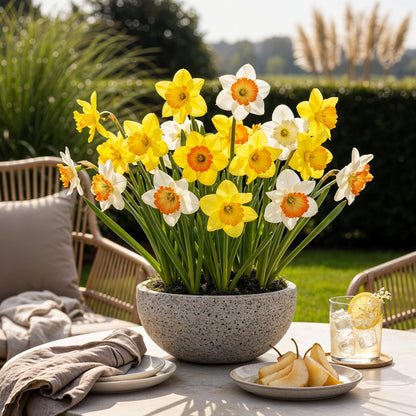 Buitenplant 15x Narcis Large Cupped Mix - Bloeiend - Bolmaat 12/14