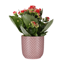 Kamerplant - Kalanchoe Rosalina Don Justino Rood - Bloeiend