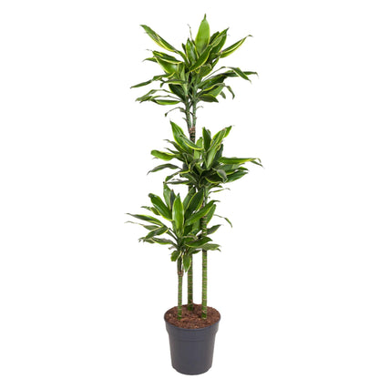 XL Kamerplant - Dracaena Golden Coast - Pot Ø 24cm Hoogte ↕ 160cm