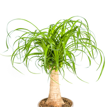 Kamerplant - Beaucarnea Recurvata - Pot Ø 17cm Hoogte ↕ 40-60cm