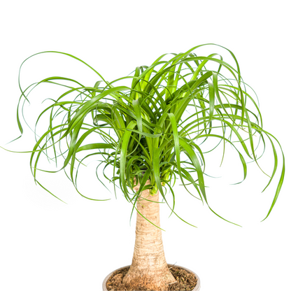 Kamerplant - Beaucarnea Recurvata - Pot Ø 17cm Hoogte ↕ 40-60cm