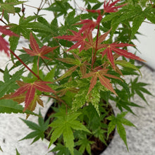 Buitenplant - Acer palmatum Phoenix - Winterhard - Pot Ø 19cm Hoogte ↕ 70cm