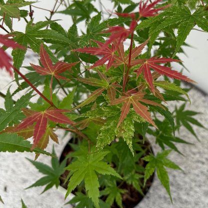 Buitenplant - Acer palmatum Phoenix - Winterhard - Pot Ø 19cm Hoogte ↕ 70cm