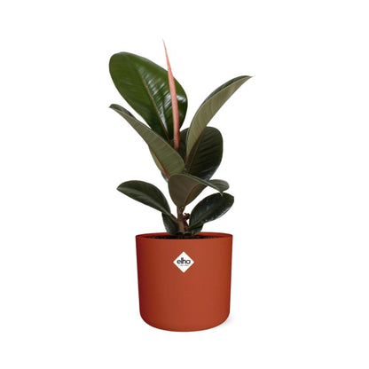 Kamerplant - Ficus Elastica 'Robusta' - Luchtzuiverend - Pot Ø 14cm