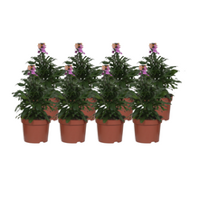 Buitenplant 8x Erysimum 'Purple Glow' - Bloeiend - Pot Ø 12cm Hoogte ↕ 30cm