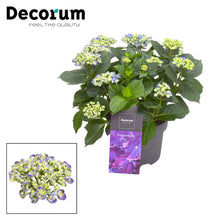 Kamerplant - Hydrangea Curly Wurly Blauw - Bloeiend - Pot Ø 23cm Hoogte ↕ 50cm