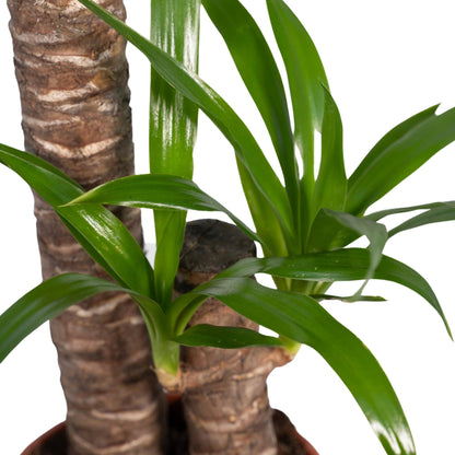Kamerplant - Yucca Elephantipes - Pot Ø 17cm Hoogte ↕ 85cm
