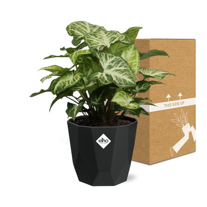 Kamerplant - Syngonium Arrow - Pot Ø 14cm