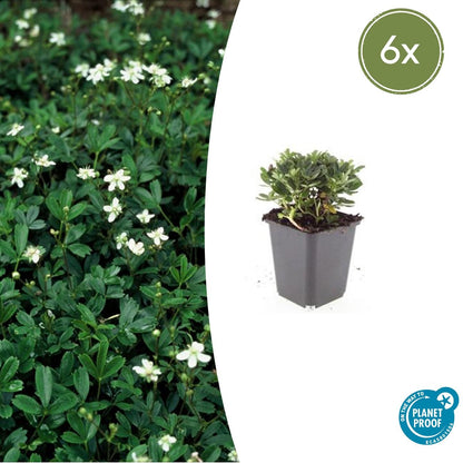 Buitenplant 6x Potentilla tridentata 'Nuuk' - Winterhard - Pot Ø 9cm Hoogte ↕ 10-25cm