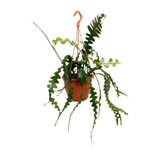 Kamerplant - Epiphyllum Anguliger - Pot Ø 17cm Hoogte ↕ 35cm