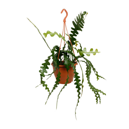 Kamerplant - Epiphyllum Anguliger - Pot Ø 17cm Hoogte ↕ 35cm