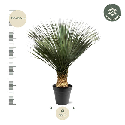 XL plant - Yucca Rostrata - Pot Ø 50cm Hoogte ↕ 140-160cm