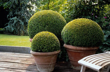 Buitenplant 6x Buxus Sempervirens - Pot Ø 9cm Hoogte ↕ 10-25cm