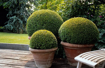 Buitenplant 6x Buxus Sempervirens - Pot Ø 9cm Hoogte ↕ 10-25cm
