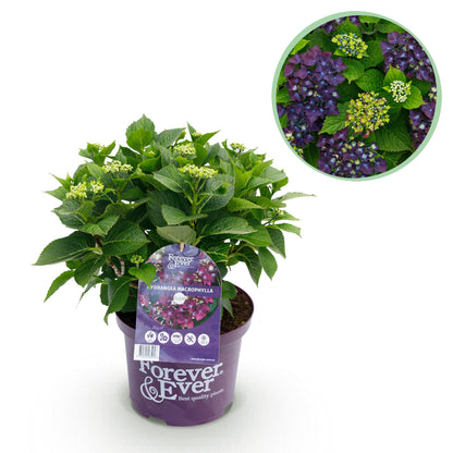 Buitenplant - Hydrangea Forever & Ever Paars - Bloeiend - Pot Ø 23cm Hoogte ↕ 55cm