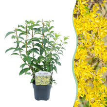 Buitenplant - Forsythia intermedia 'Goldrauch' - Bloeiend - Pot Ø 17cm Hoogte ↕ 45cm