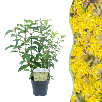Buitenplant - Forsythia intermedia 'Goldrauch' - Bloeiend - Pot Ø 17cm Hoogte ↕ 45cm