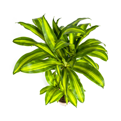 Kamerplant - Dracaena Fragrans Massangeana - Luchtzuiverend - Pot Ø 21cm Hoogte ↕ 90-110cm