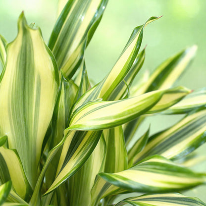 Green BoutiQ - Green is... Kamerplanten - Dracaena fragrans Diamond Dream - Drakenbloedboom - Weinig onderhoud - Groen - 1 Plant - Pot 17cm - Hoogte 50-55cm