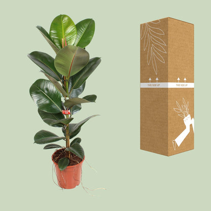 Kamerplant - Ficus Elastica Robusta - Hoogte ↕ 35-95cm