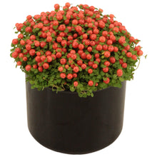 Kamerplant - Nertera Granadensis 'Astrid' - Pot Ø 9cm Hoogte ↕ 12cm