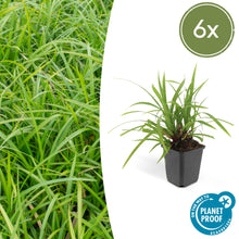 Buitenplant 6x Carex morrowii 'Irish Green' - Pot Ø 9cm Hoogte ↕ 10-25cm