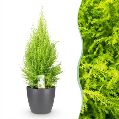Kamerplant - Cupressus Gold Crest Wilma - Pot Ø 21cm Hoogte ↕ 85-95cm