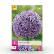 Buitenplant 5x Allium Gladiator - Bloeiend - Bolmaat 16/18