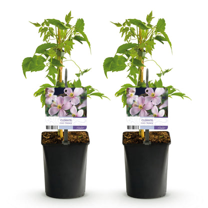 Buitenplant 2x Clematis montana Rubens - Klimplant - Vroegbloeiend - Pot Ø 11cm Hoogte ↕ 40cm