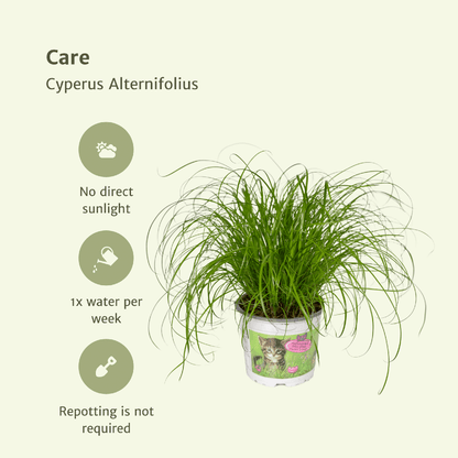 Kamerplant 4x Cyperus Alternifolius (Kattengras) - Pot Ø 12cm Hoogte ↕ 20cm
