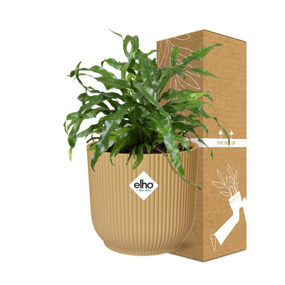 Kamerplant - Microsorum Diversifolium - Pot Ø 14cm