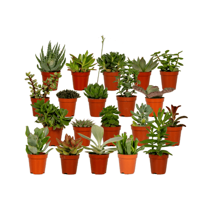 Kamerplant 20x Succulenten Mix - Pot Ø 5,5cm Hoogte ↕ 7cm